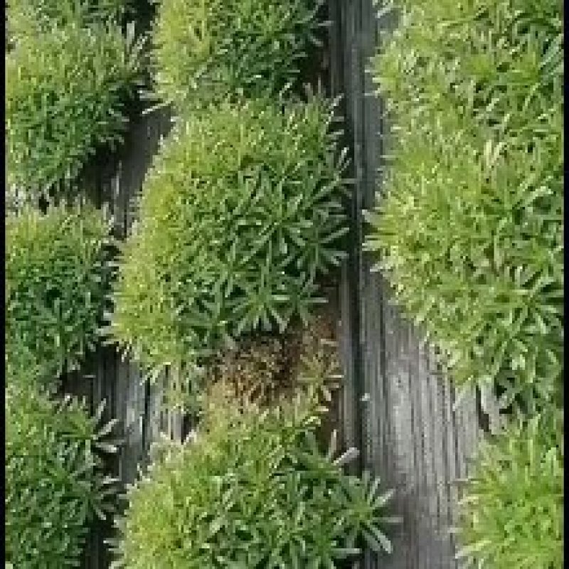 平卧菊三七茶，味道好，厂家直供，厂家批发价格，