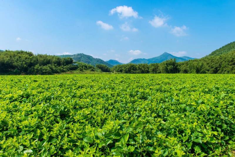 平卧菊三七茶，味道好，厂家直供，厂家批发价格，