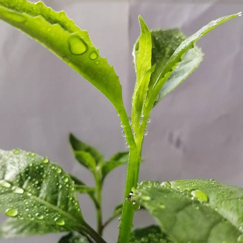 平卧菊三七茶，味道好，厂家直供，厂家批发价格，