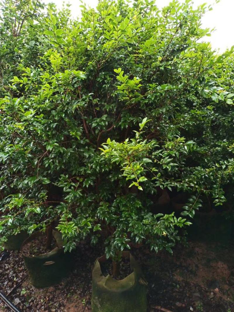树葡萄品种规格多多。越大越好吃。值得种植几棵