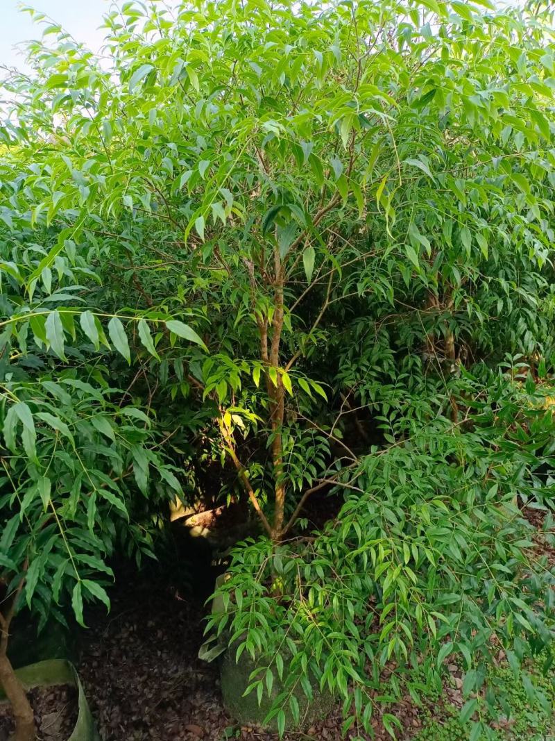 树葡萄品种规格多多。越大越好吃。值得种植几棵