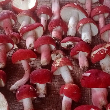 野生菌大红菌。