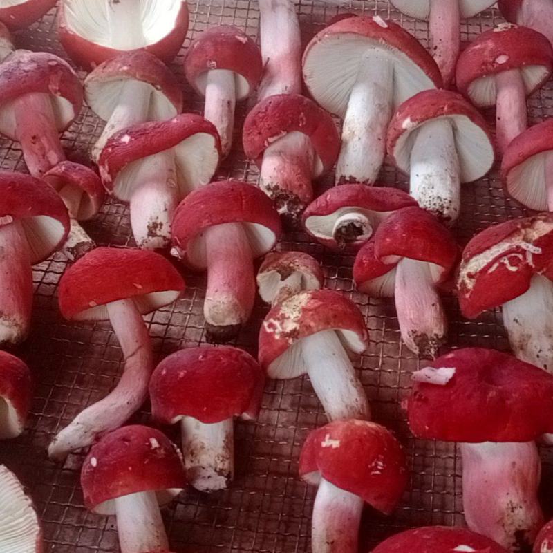 野生菌大红菌。