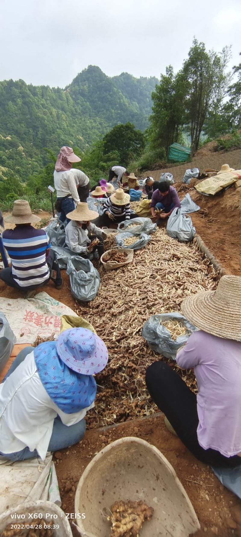 广西柳州瑶山香辣火姜，老姜