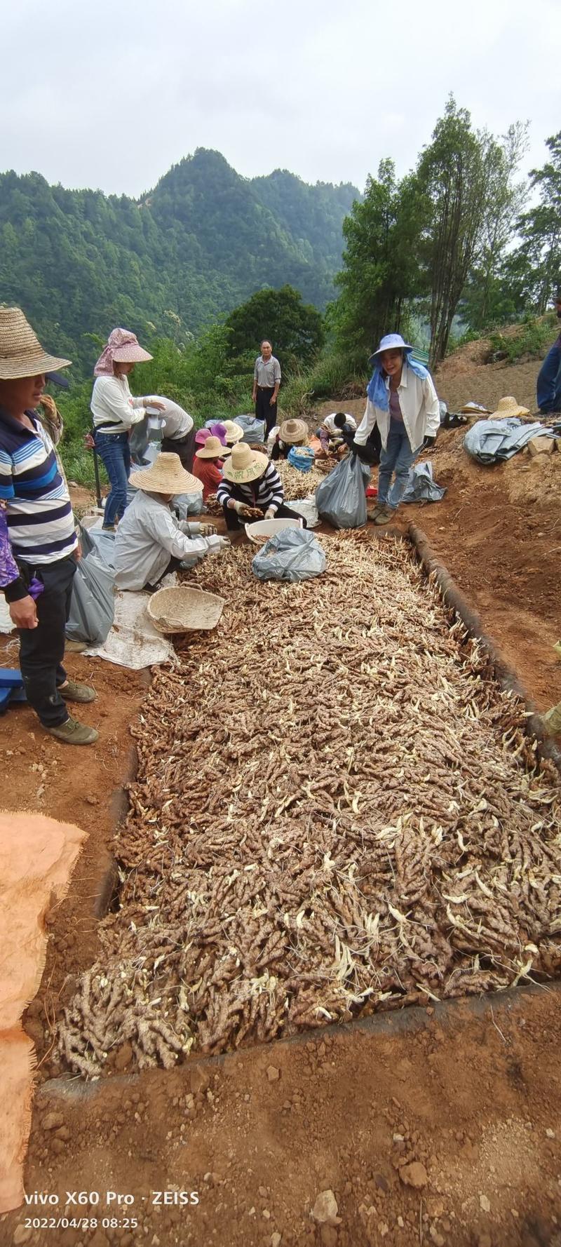 广西柳州瑶山香辣火姜，老姜