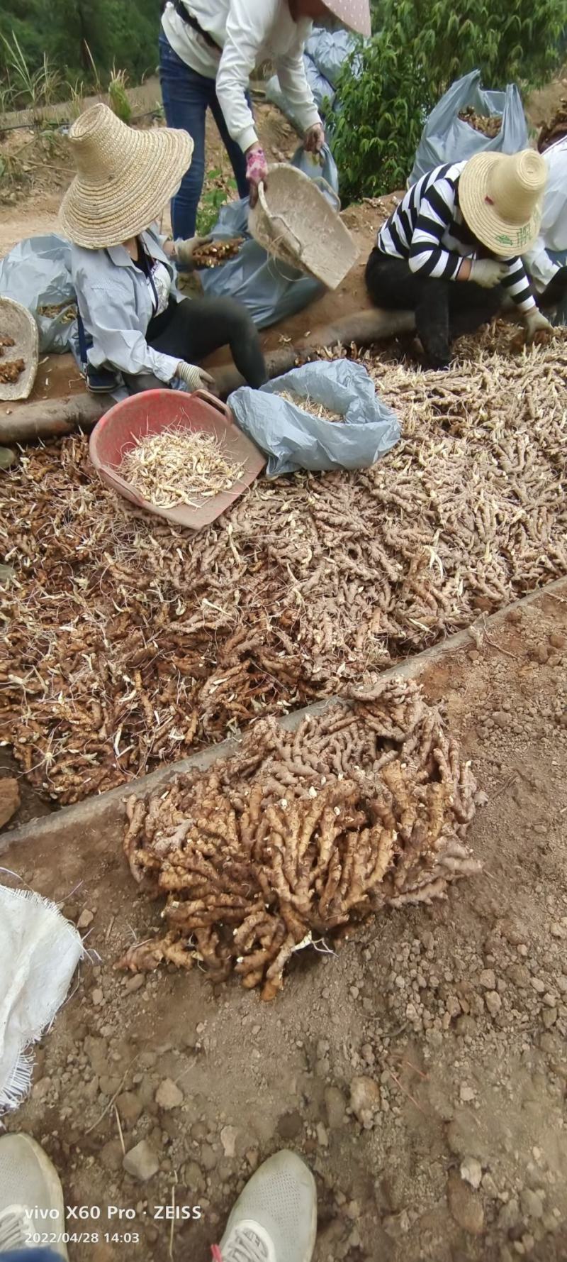 广西柳州瑶山香辣火姜，老姜