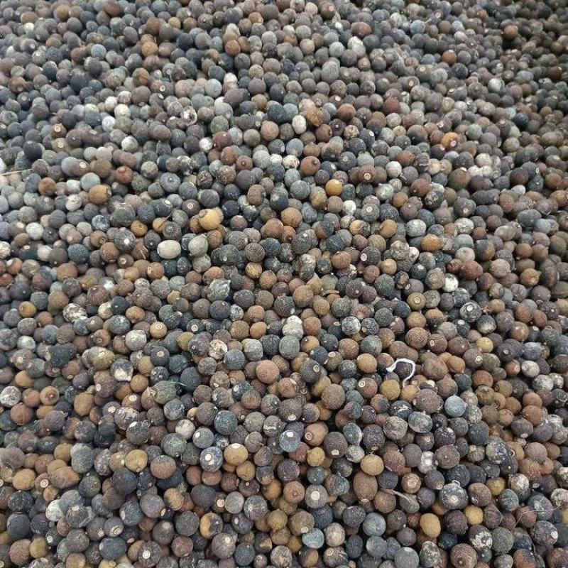 橙子香橙果果枳实新货大量现货现货大小规格都有