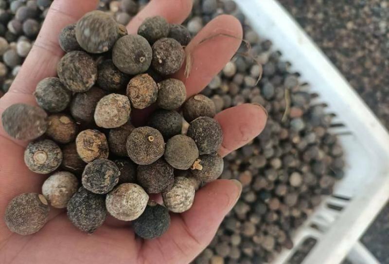 橙子香橙果果枳实新货大量现货现货大小规格都有