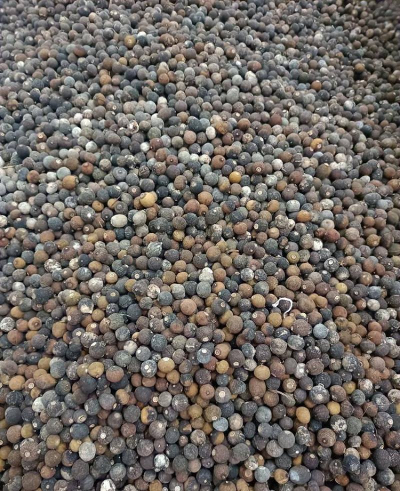 橙子香橙果果枳实新货大量现货现货大小规格都有