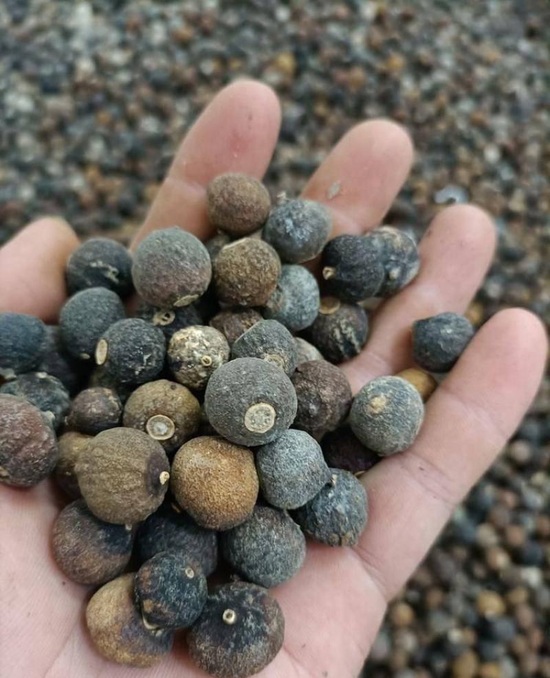 橙子香橙果果枳实新货大量现货现货大小规格都有