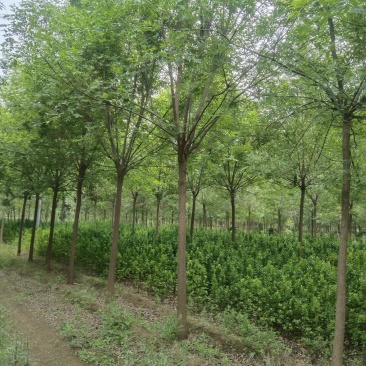 老白蜡