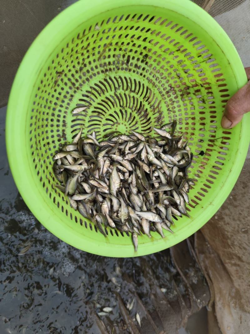 鲤鱼苗水花夏花寸片