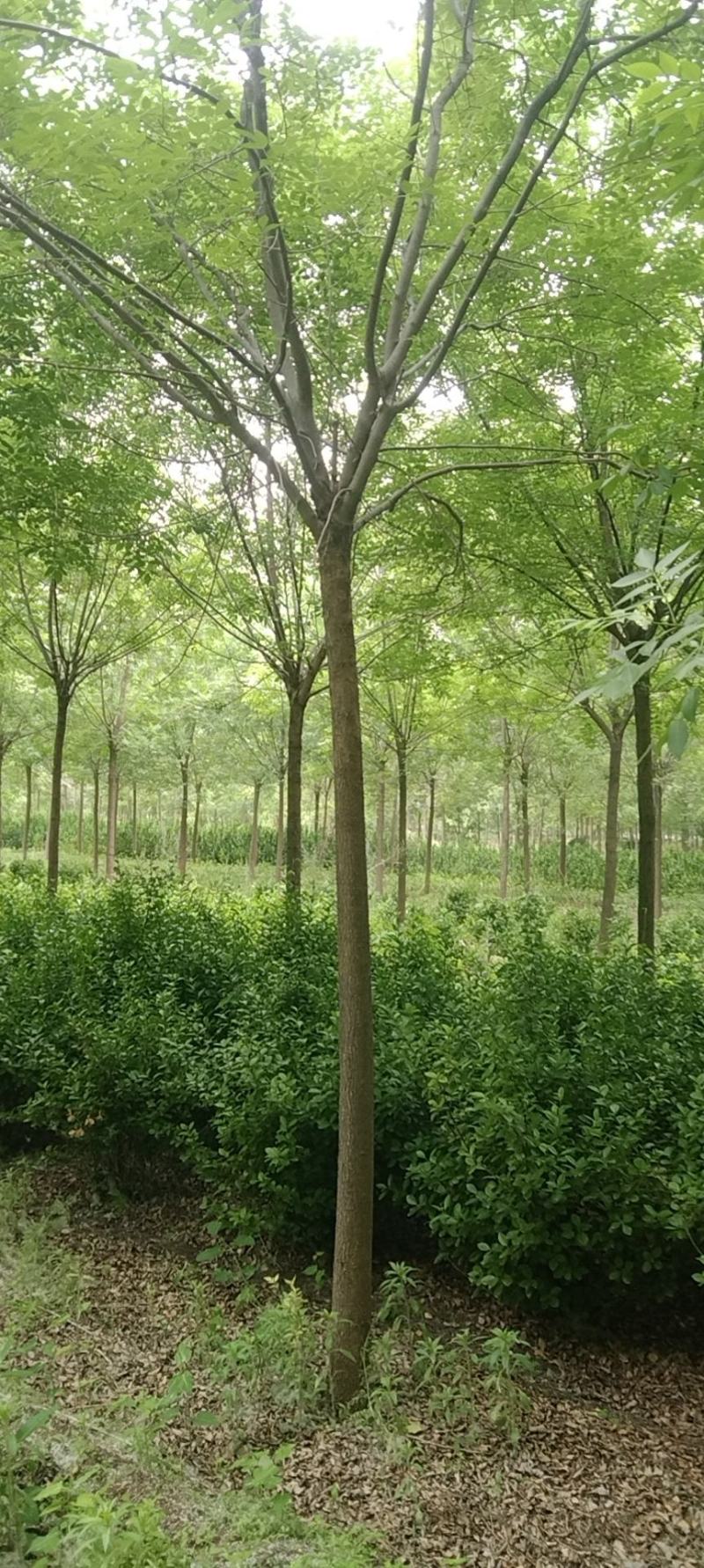老白蜡