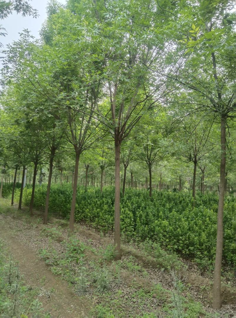 老白蜡