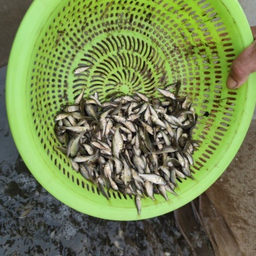 鲤鱼苗水花夏花寸片