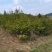 【牛商推荐】云杉/绿化/松树/乔灌木/绿化松树,欢迎采购