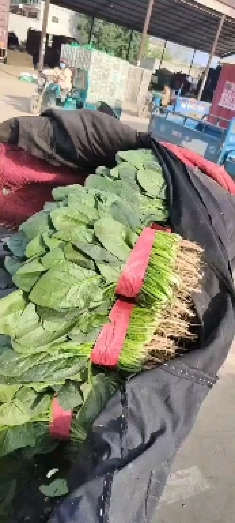 大叶菠菜