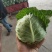 大叶菠菜