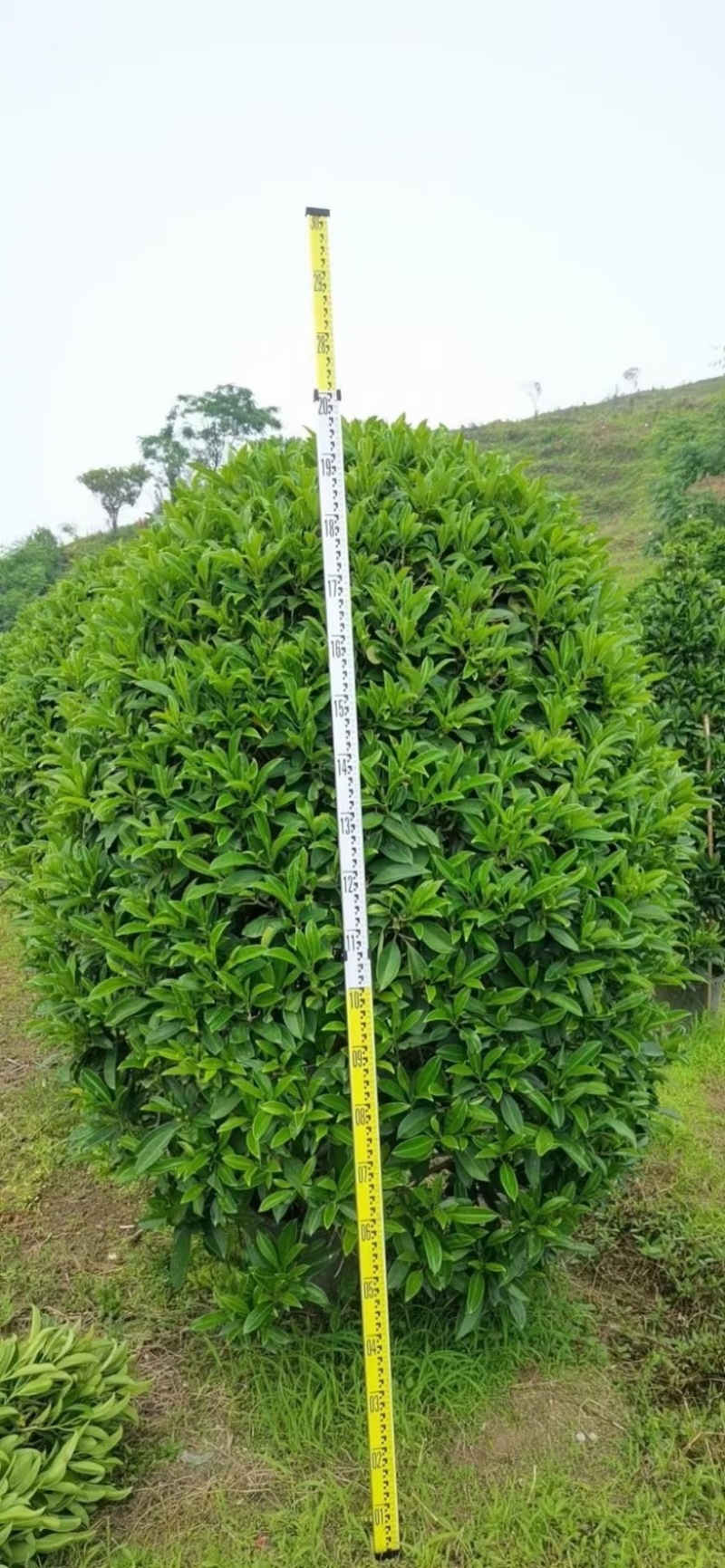 精品非洲茉莉球福建漳州大量供应上市承接各类工程小区等
