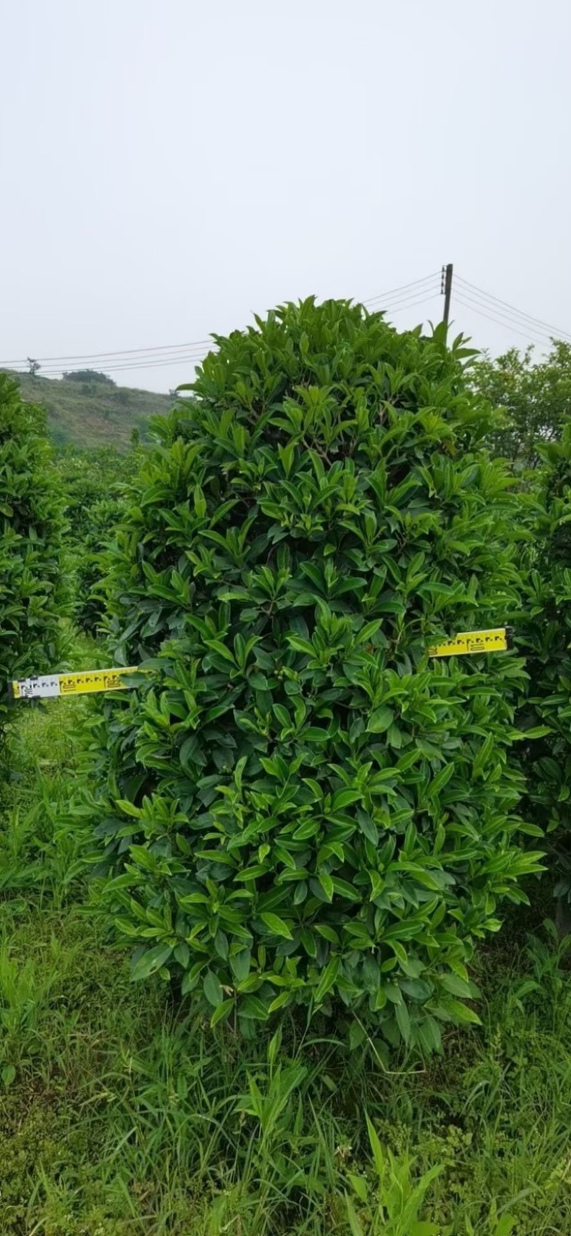 精品非洲茉莉球福建漳州大量供应上市承接各类工程小区等