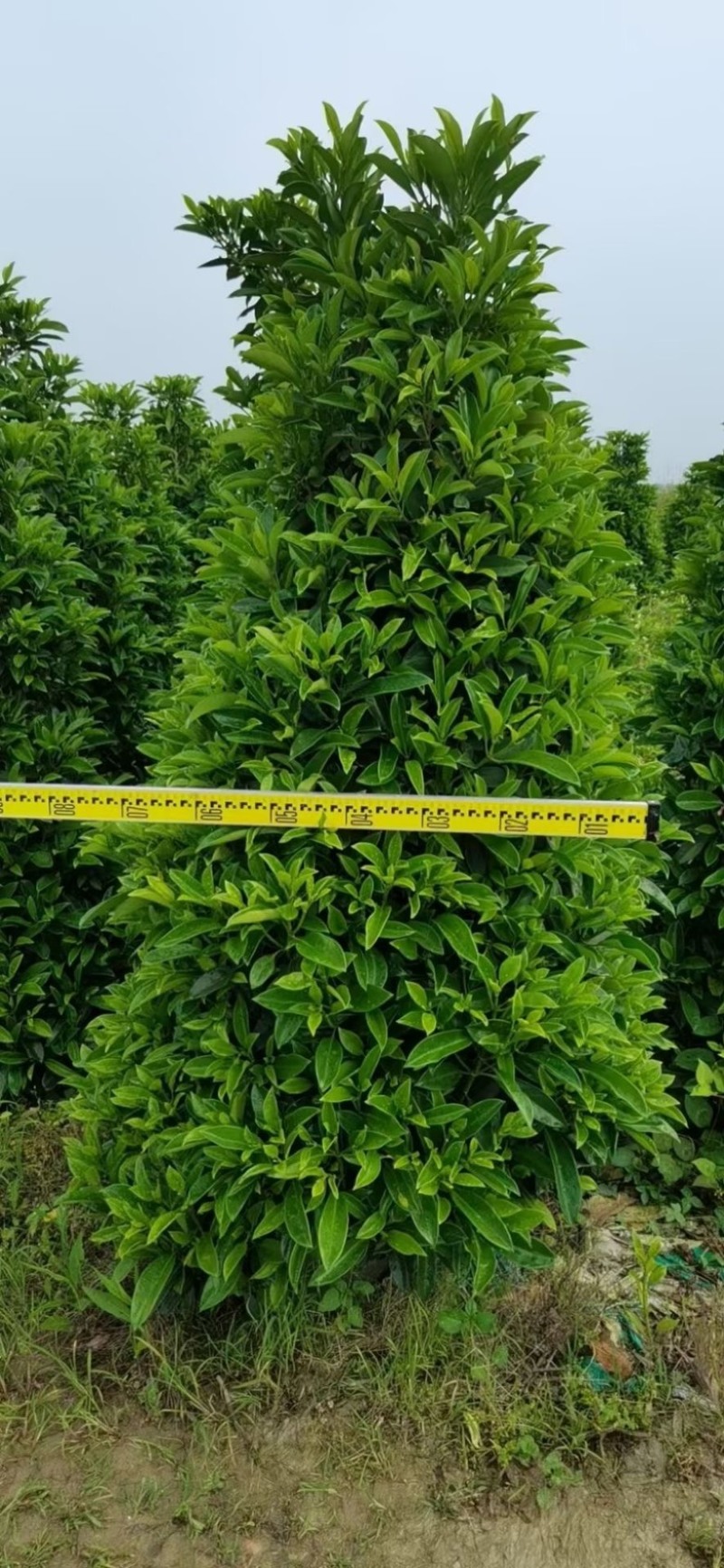 精品非洲茉莉球福建漳州大量供应上市承接各类工程小区等