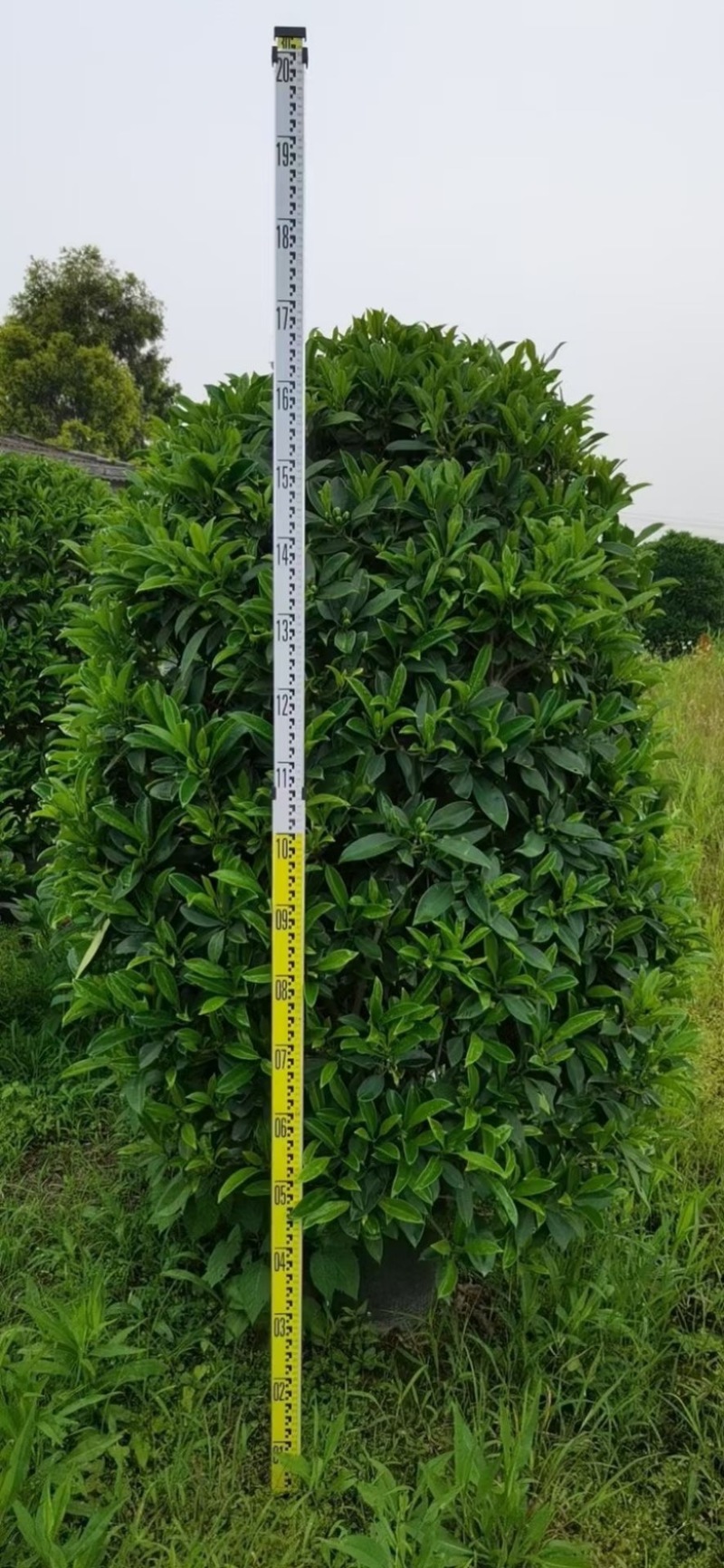 精品非洲茉莉球福建漳州大量供应上市承接各类工程小区等