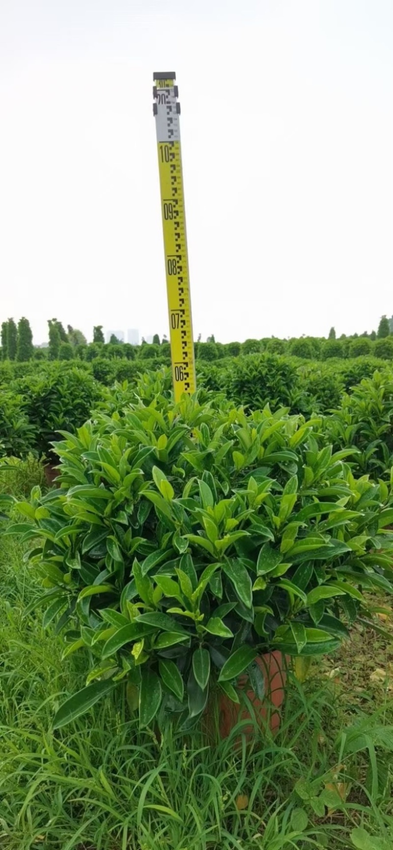精品非洲茉莉球福建漳州大量供应上市承接各类工程小区等
