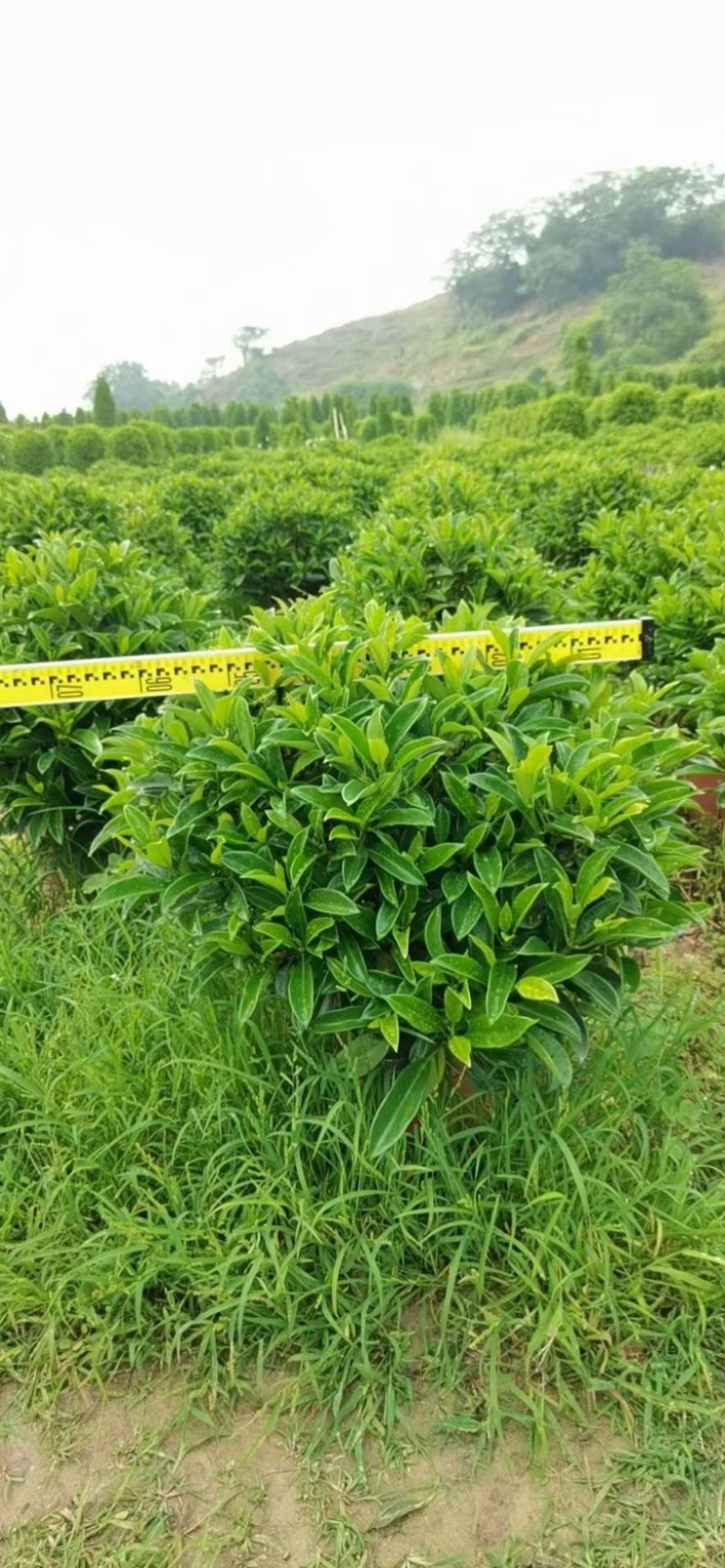 精品非洲茉莉球福建漳州大量供应上市承接各类工程小区等