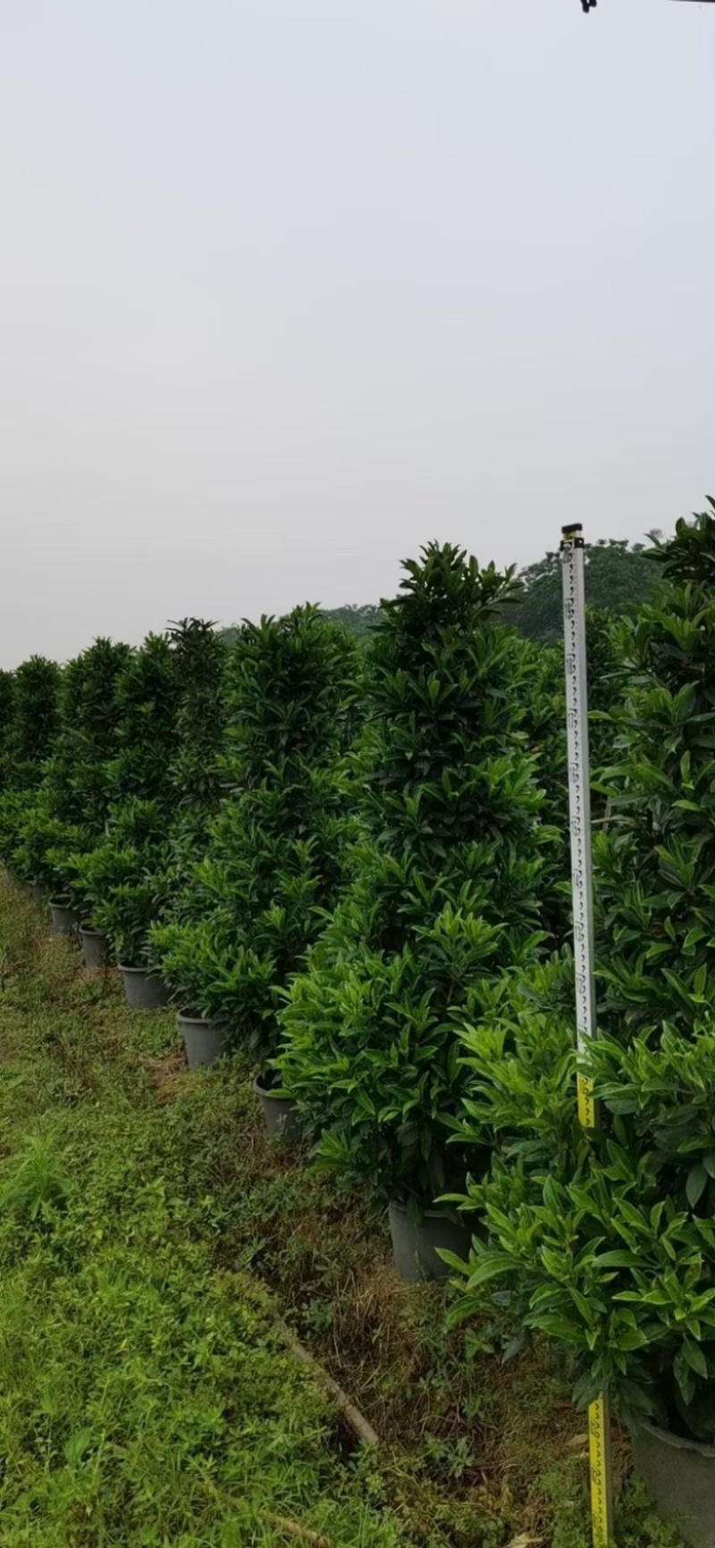 精品非洲茉莉球福建漳州大量供应上市承接各类工程小区等