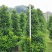 精品非洲茉莉球福建漳州大量供应上市承接各类工程小区等