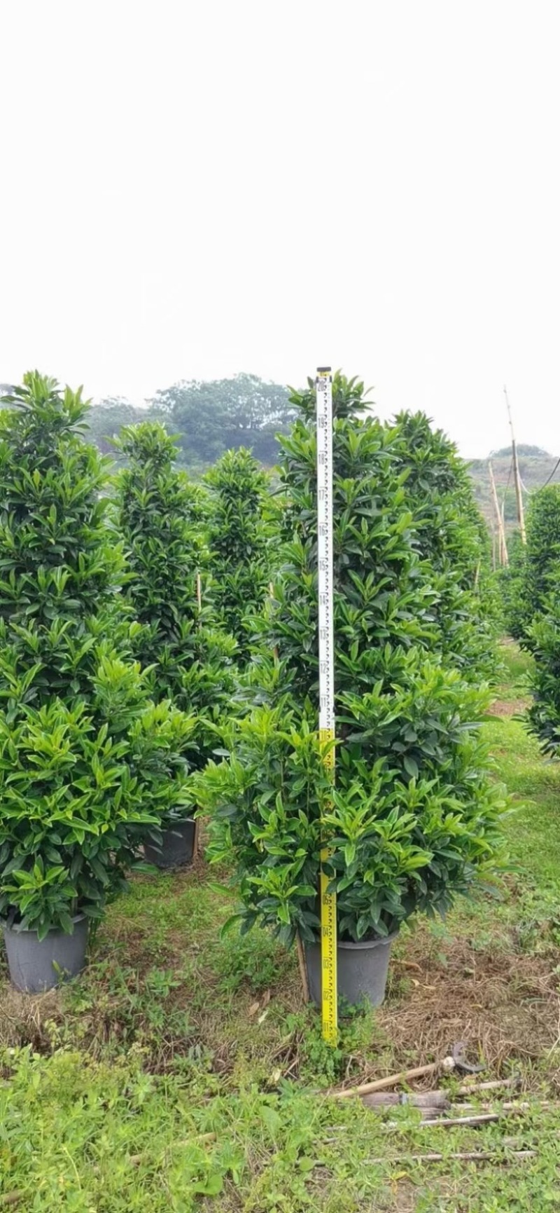 精品非洲茉莉球福建漳州大量供应上市承接各类工程小区等