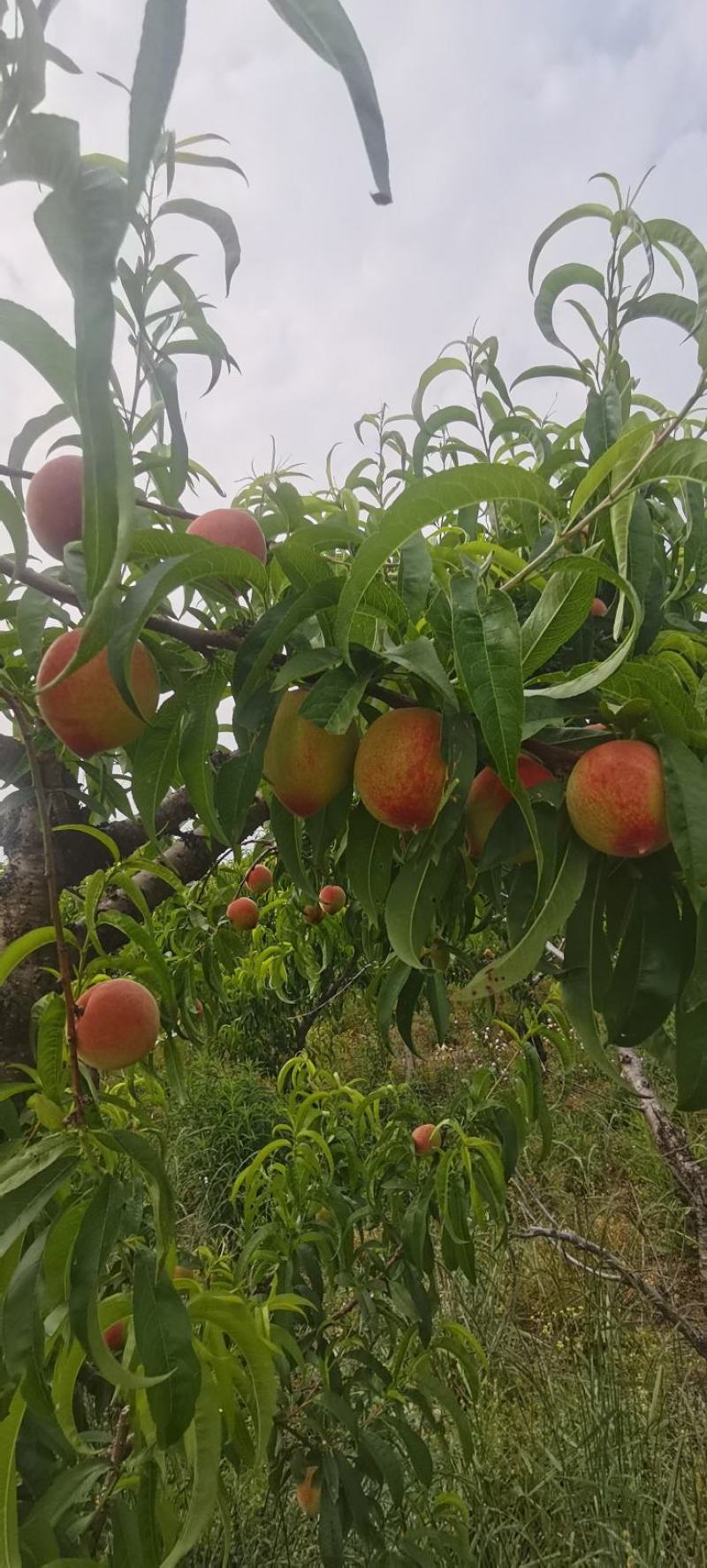 湖北宜城特早红不软毛桃，金磊油桃，曙光油桃