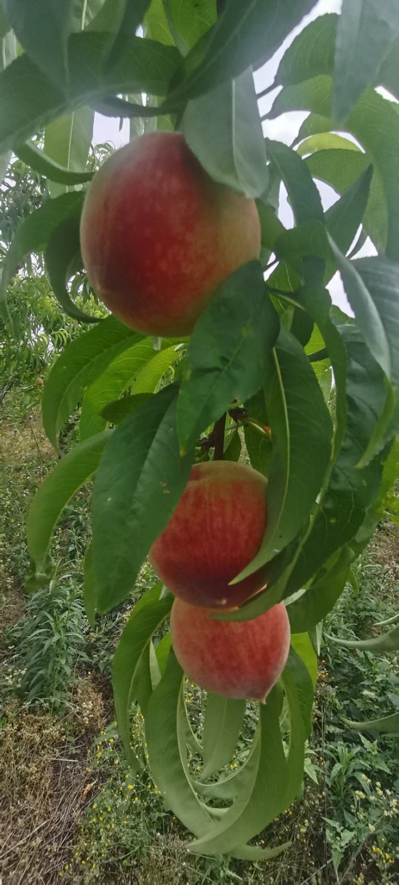 湖北宜城特早红不软毛桃，金磊油桃，曙光油桃