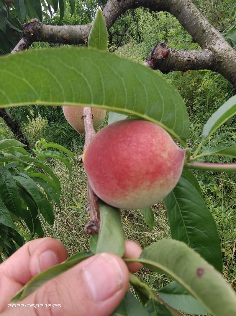 湖北宜城特早红不软毛桃，金磊油桃，曙光油桃