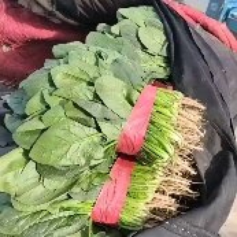 大叶菠菜