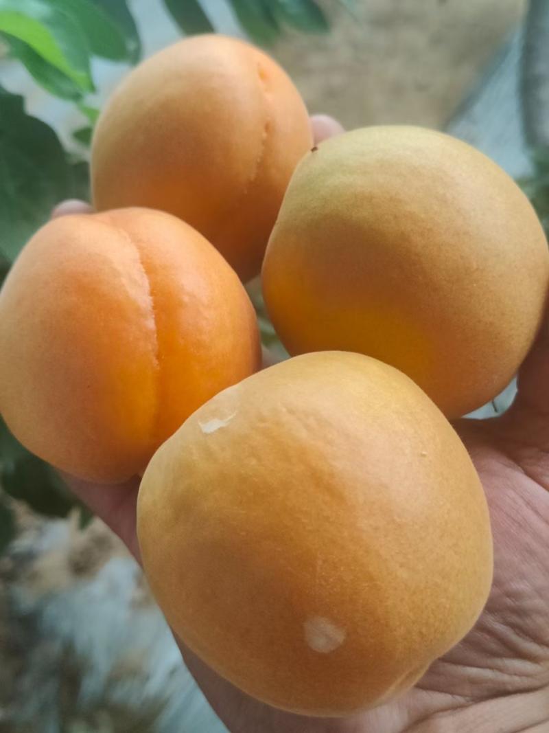 胭脂红杏金太阳杏