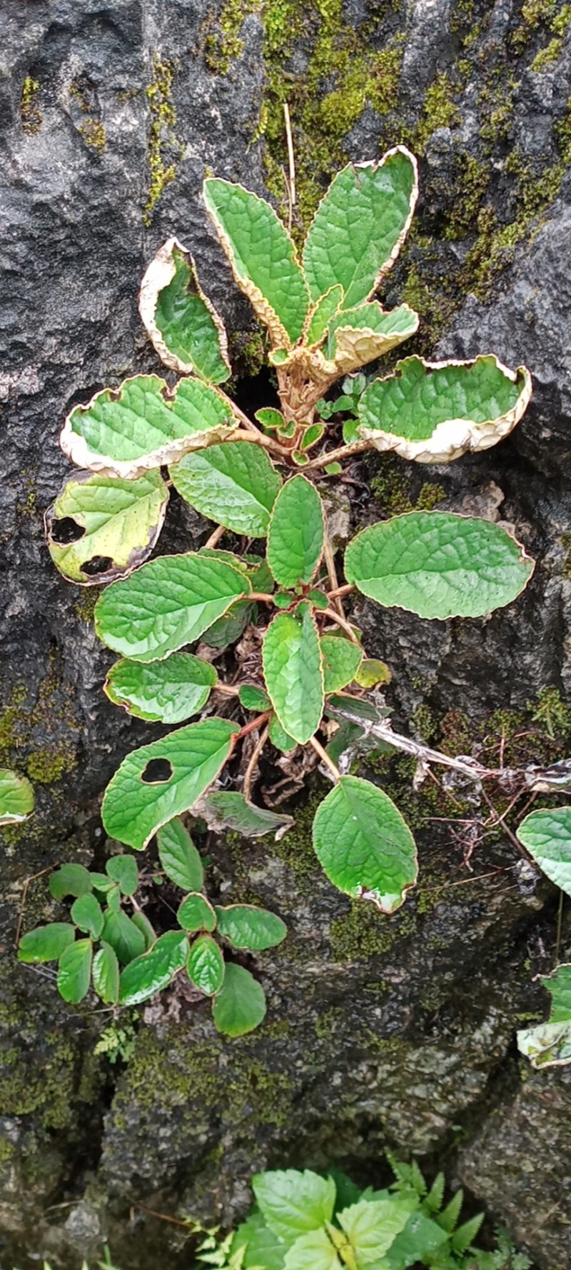 石上莲大量有资源