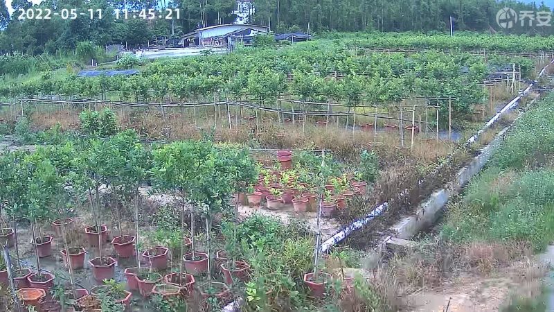 广东香水柠檬苗柠檬苗【技术指导，柠檬包回收】基地直发