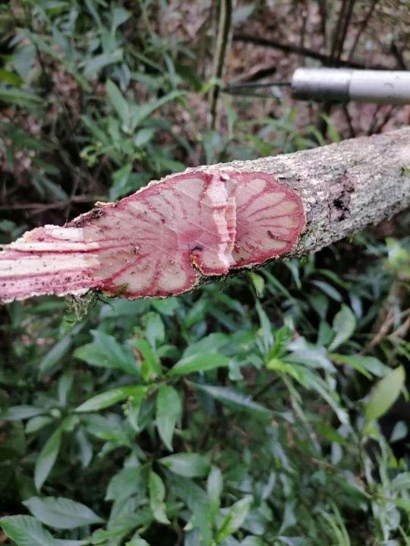 大山根子药，砍砍药，全面供货保证新鲜，保证质量品种丰富