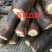 大山根子药，砍砍药，全面供货保证新鲜，保证质量品种丰富