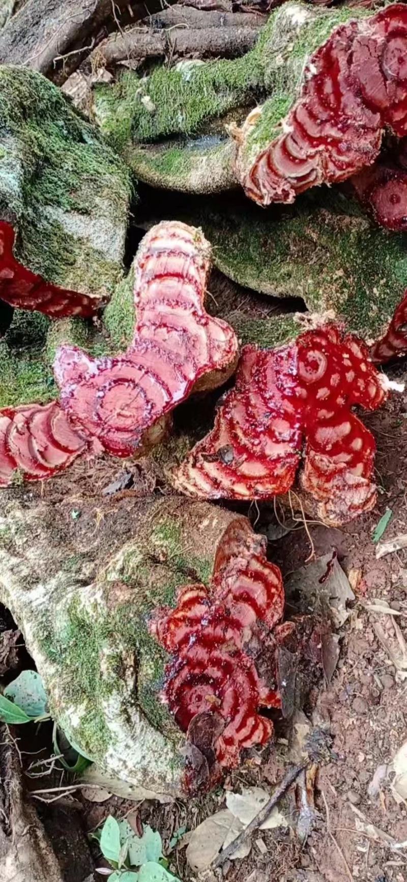 大山根子药，砍砍药，全面供货保证新鲜，保证质量品种丰富