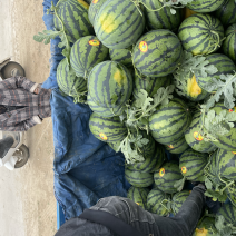 精品甜王西瓜、大量供应、