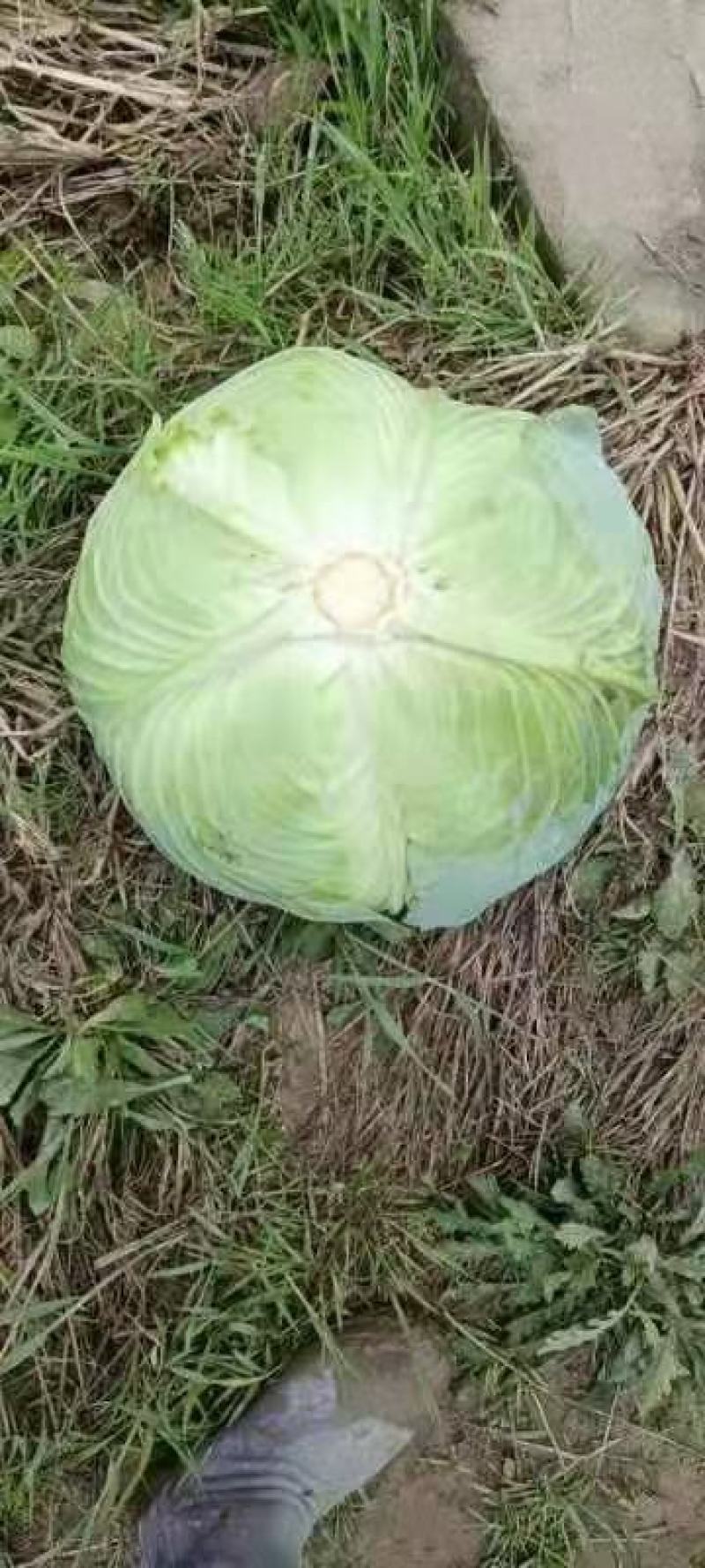 湖北天门早包菜甘蓝产地直发一手货源质量保证欢迎来电咨询