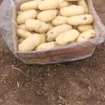 荷兰十五