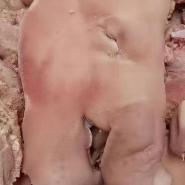 白水无骨猪头肉，八成熟一件20斤价格美丽厂家批发