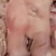 白水无骨猪头肉，八成熟一件20斤价格美丽厂家批发