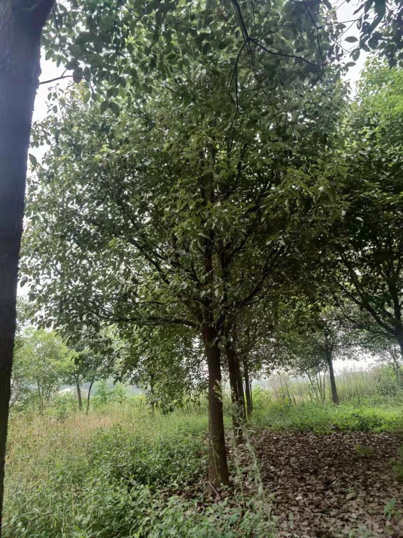 20公分全冠香樟！香樟主产地湖北荆州，黑土田苗