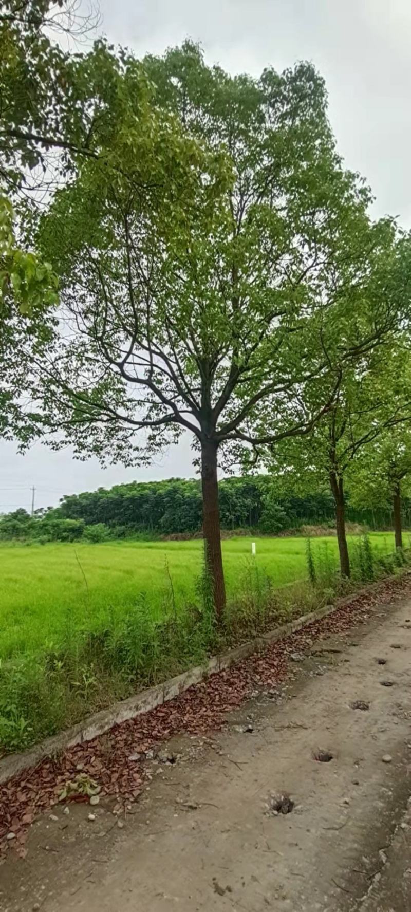 20公分全冠香樟！香樟主产地湖北荆州，黑土田苗