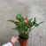 粉西施120#24装，单价7元
