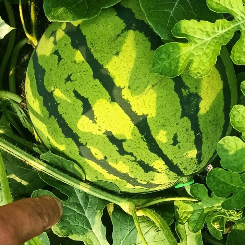 湖南汝城大棚麒麟西瓜大量上市